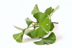 Ginkgo biloba varpos padidinimui